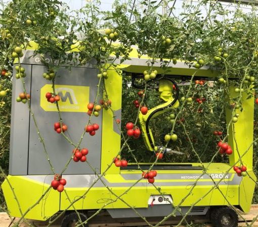 Стартап из Израиля работает над роботизированной системой для сбора томатов в теплице